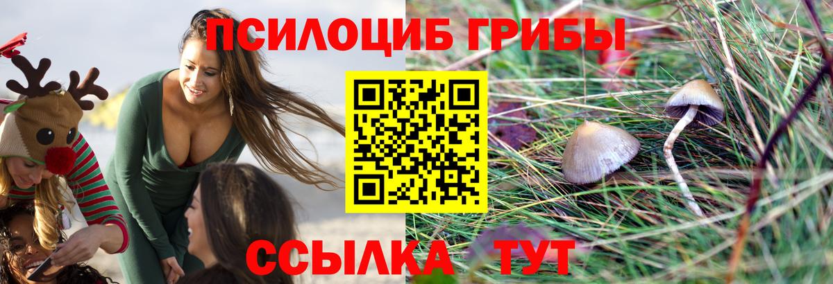 Псилоцибиновые грибы Cubensis  как найти   Вход с VPN  Искитим  Галлюциногенные грибы Cubensis 